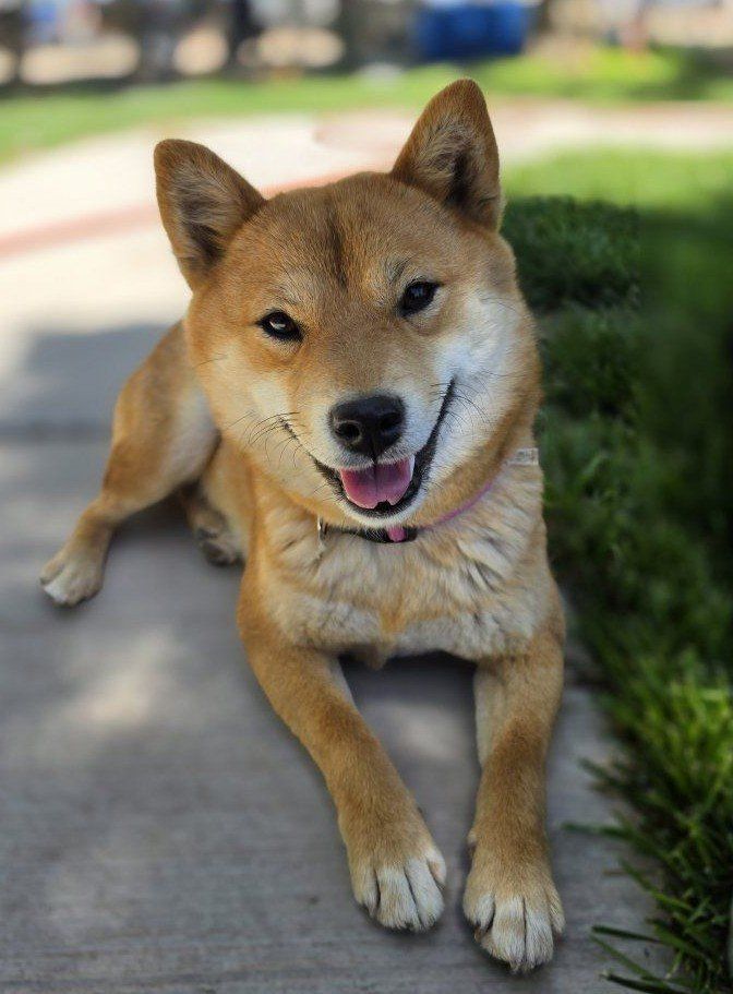 1yr Female Sheba Inu 