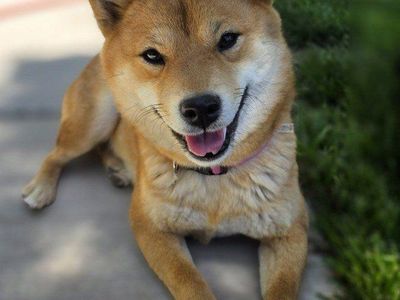 1yr Female Sheba Inu