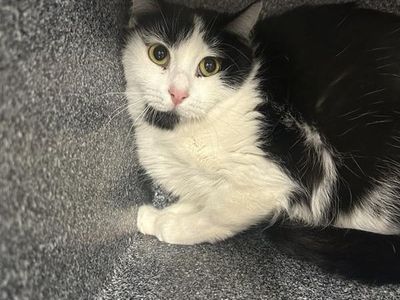 Hello my name is Panda