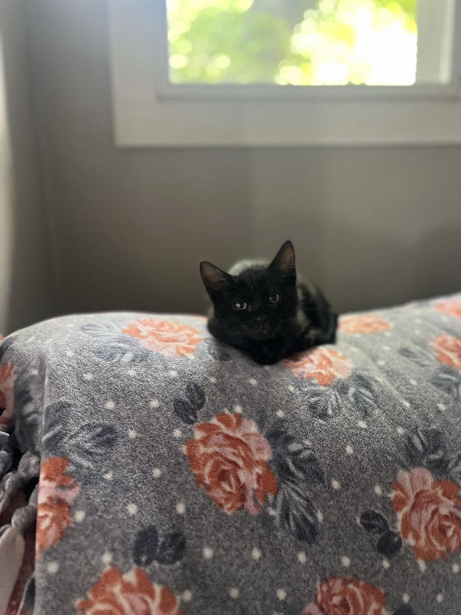 Allergy friendly Russian blue mixed females!!