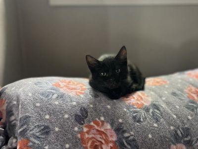 Allergy friendly Russian blue mixed females!!