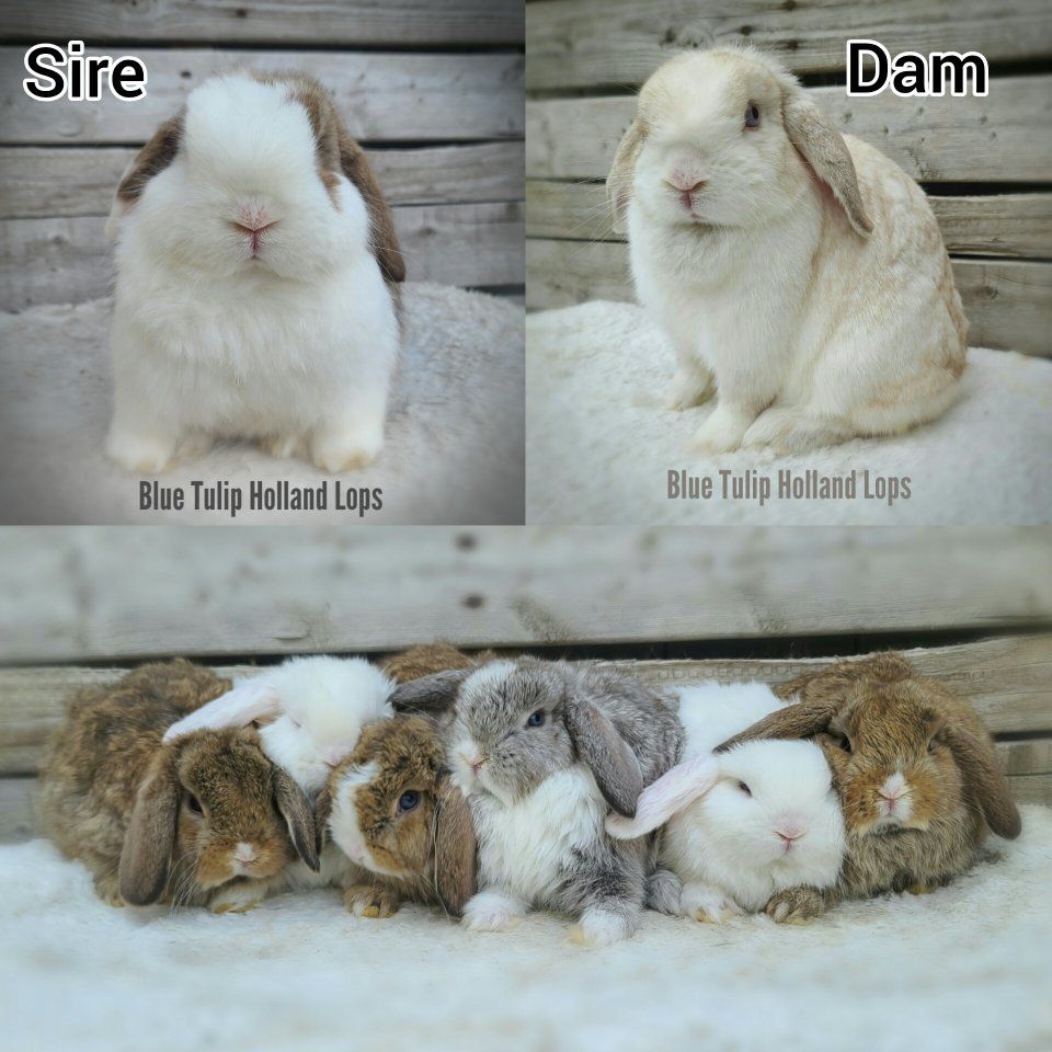 Adorable Holland Lops