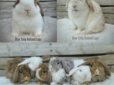 Adorable Holland Lops