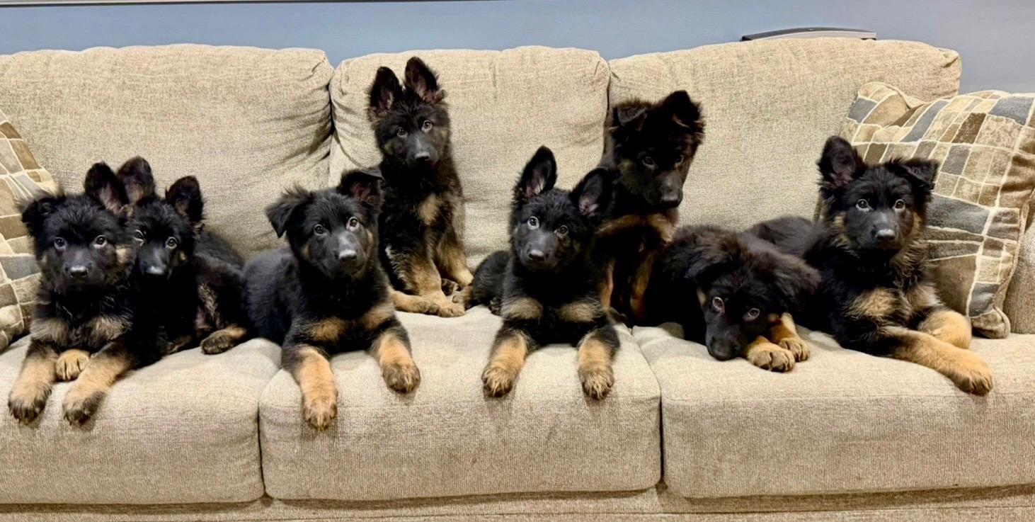 AKC German Shepherd Puppies