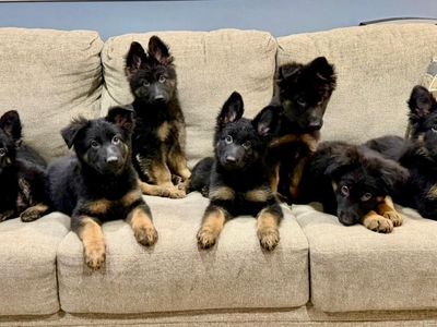 AKC German Shepherd Puppies