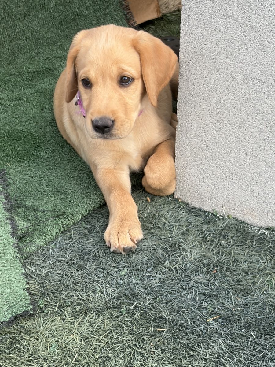 Female Yellow AKC Lab Puppy