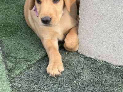 Female Yellow AKC Lab Puppy