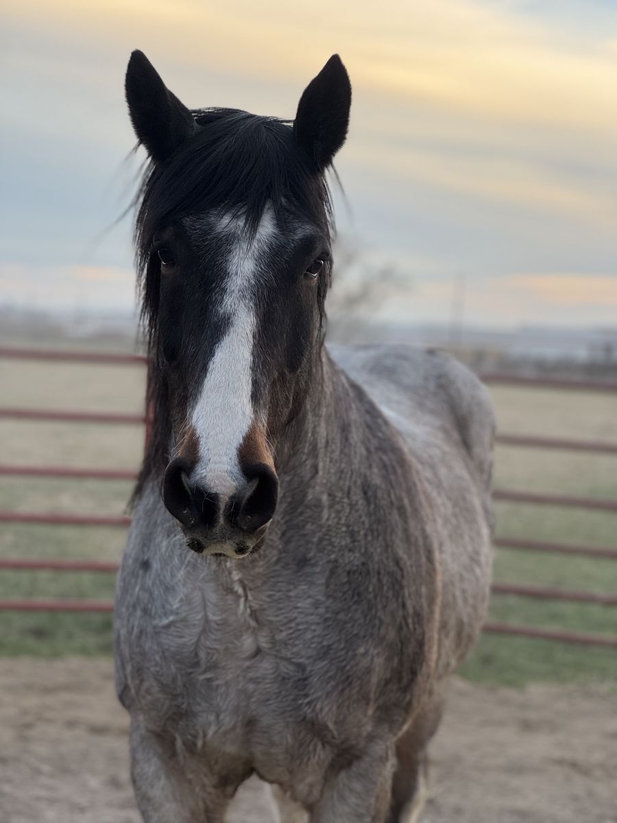 Half Draft Gelding