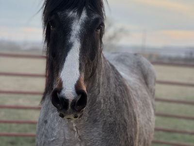 Half Draft Gelding