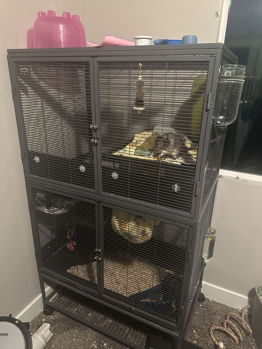 4 male pet rats, with enclosure and all accessories and supplies