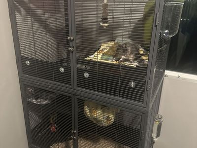 4 male pet rats, with enclosure and all accessories and supplies