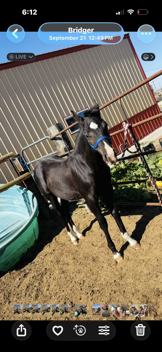 Beautiful 2025 Aqha Stud Colt