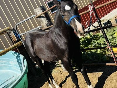 Beautiful 2025 Aqha Stud Colt