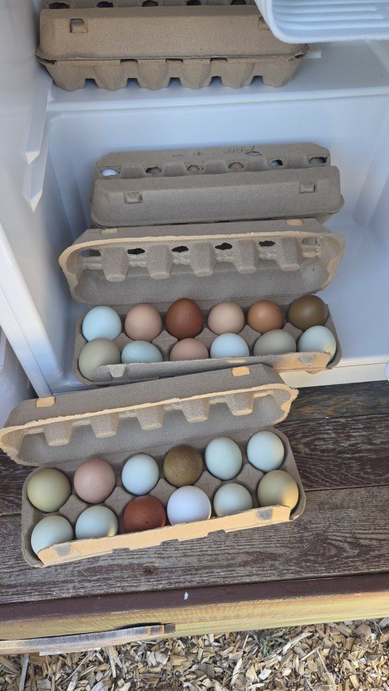 Farm Fresh RAINBOW  Eggs!