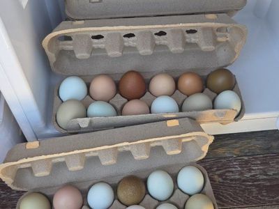 Farm Fresh RAINBOW Eggs!