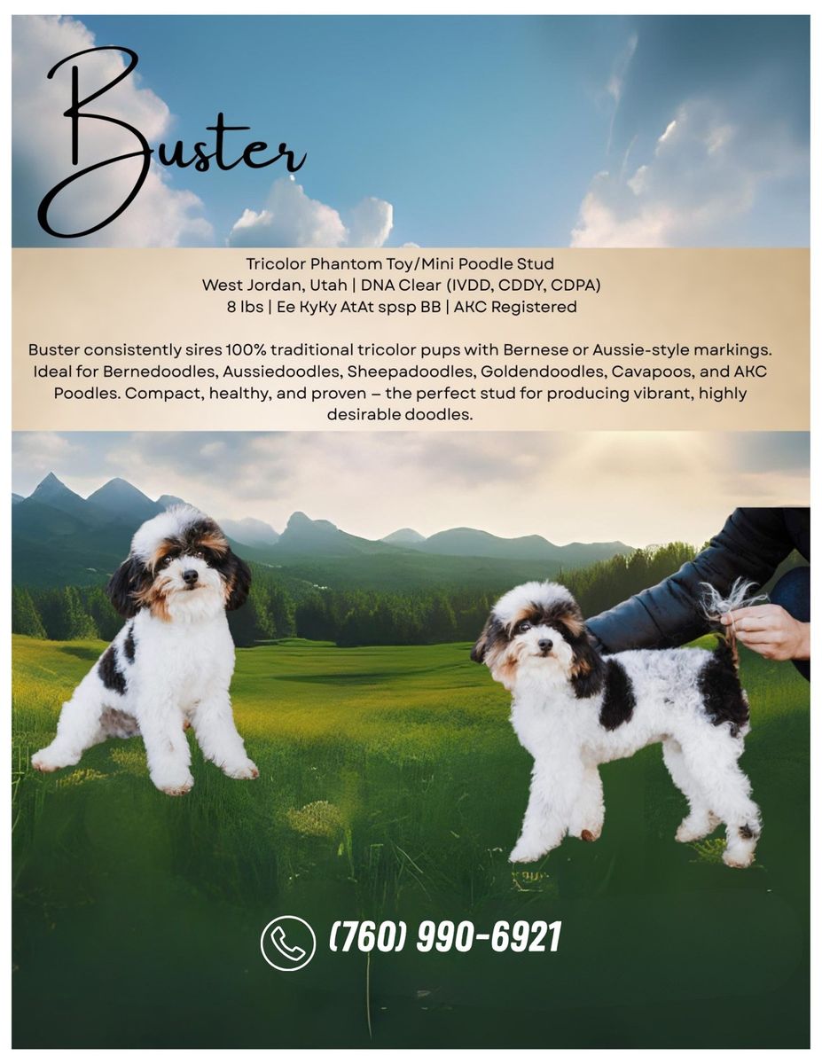 Buster - Tricolor Phantom Toy/Mini Poodle Stud, 8 lbs, AKC, DNA Clear