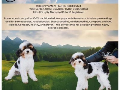 Buster - Tricolor Phantom Toy/Mini Poodle Stud, 8 lbs, AKC, DNA Clear