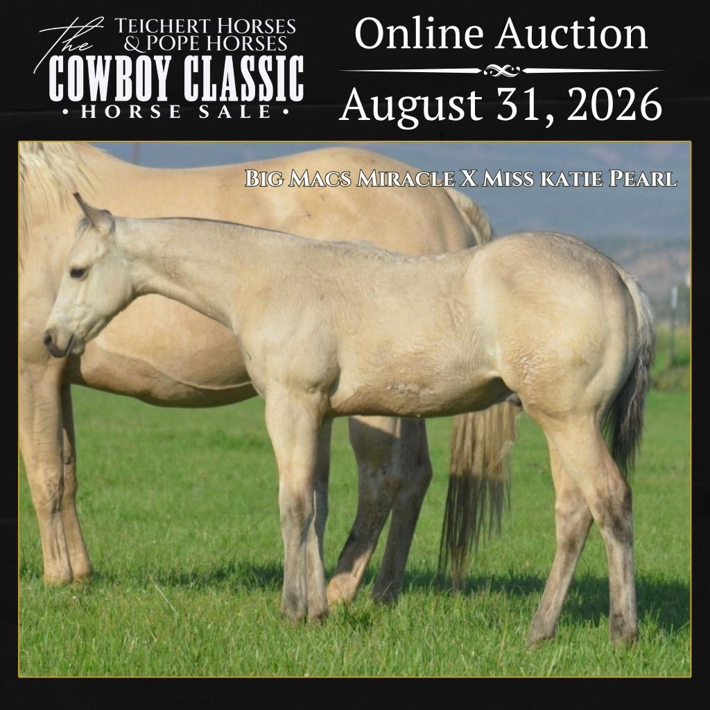 Weanling Colt That Is Built To Last