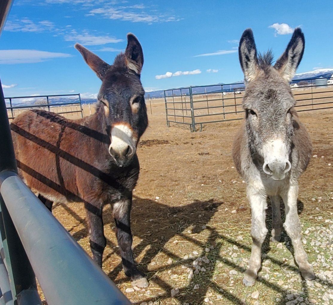 Pair of Donkeys / Burros