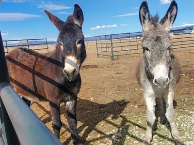 Pair of Donkeys / Burros