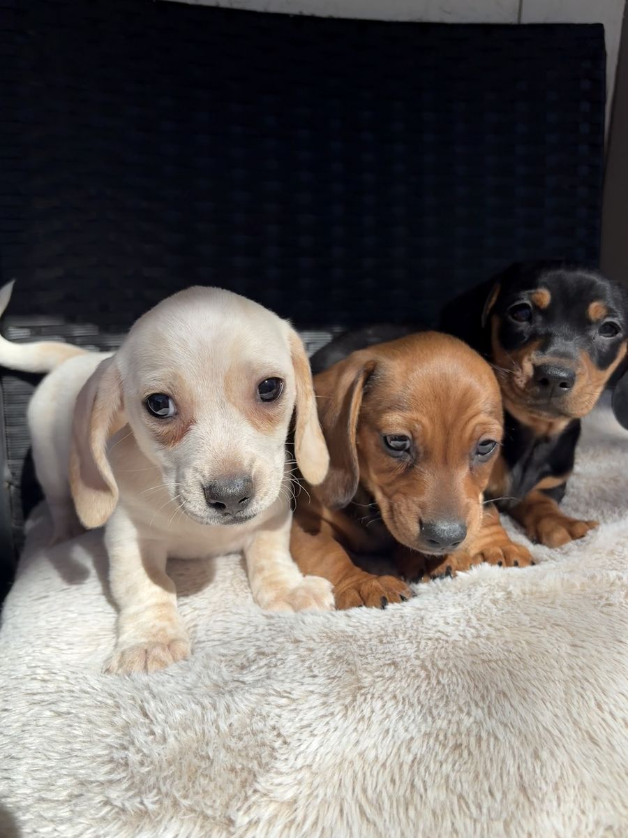 Mini Dachshund Puppies
