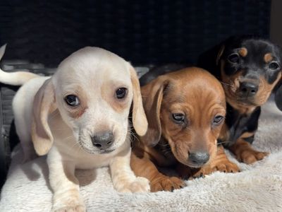Mini Dachshund Puppies