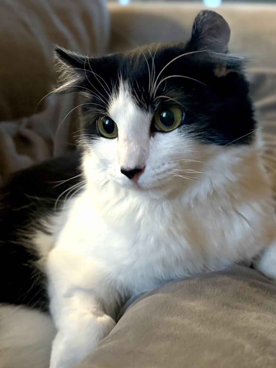 Kitty  Cat + automatic self cleaning litter box