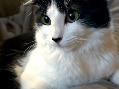 Kitty Cat + automatic self cleaning litter box