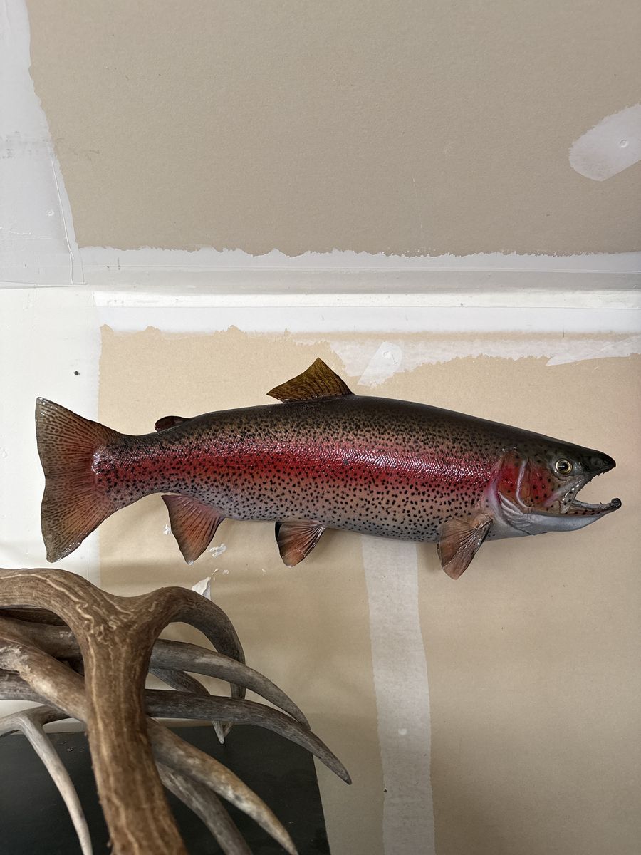 Taxidermy Rainbow Trout