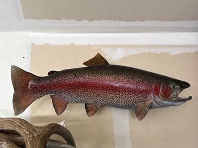 Taxidermy Rainbow Trout