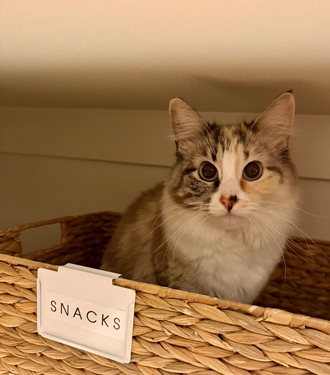 Ragdoll Cat Needing New Home