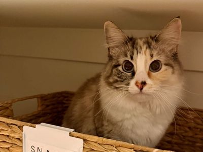 Ragdoll Cat Needing New Home