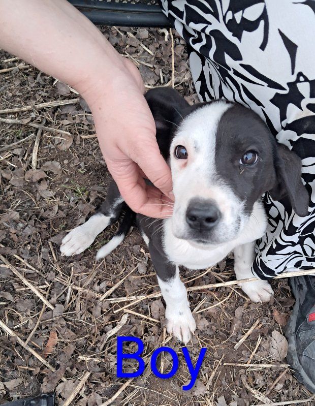 Great Dane mixed w/ Collie/Husky Puppies