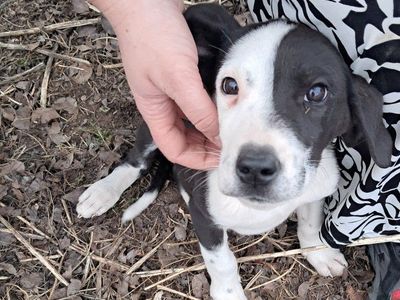 Great Dane mixed w/ Collie/Husky Puppies