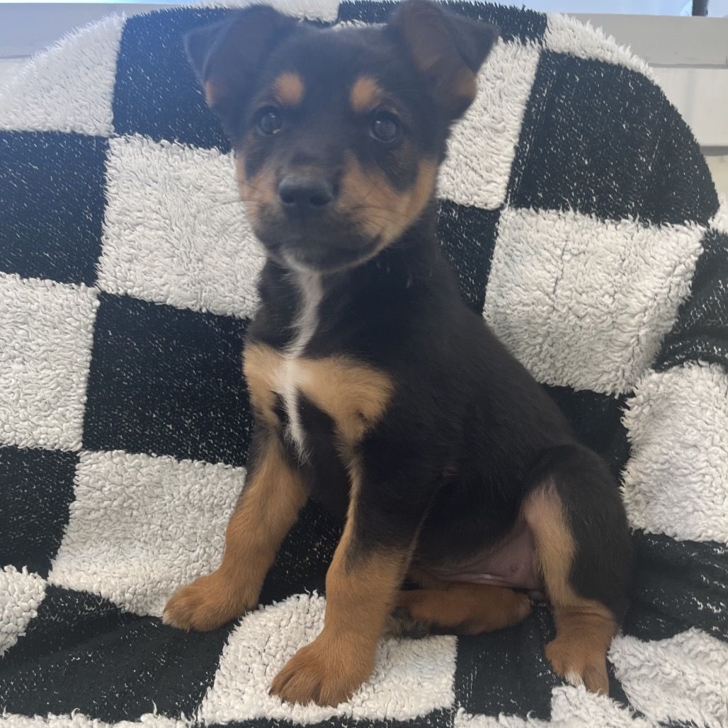 Hello my name is Jimmy Eat Woof | Dogs | KSL Classifieds