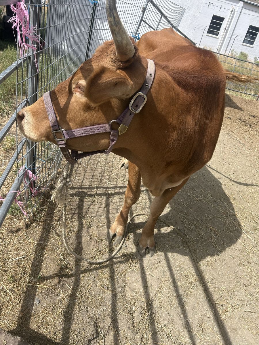 Bred 2yr old Heifer
