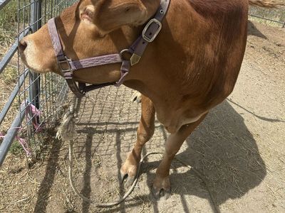 Bred 2yr old Heifer