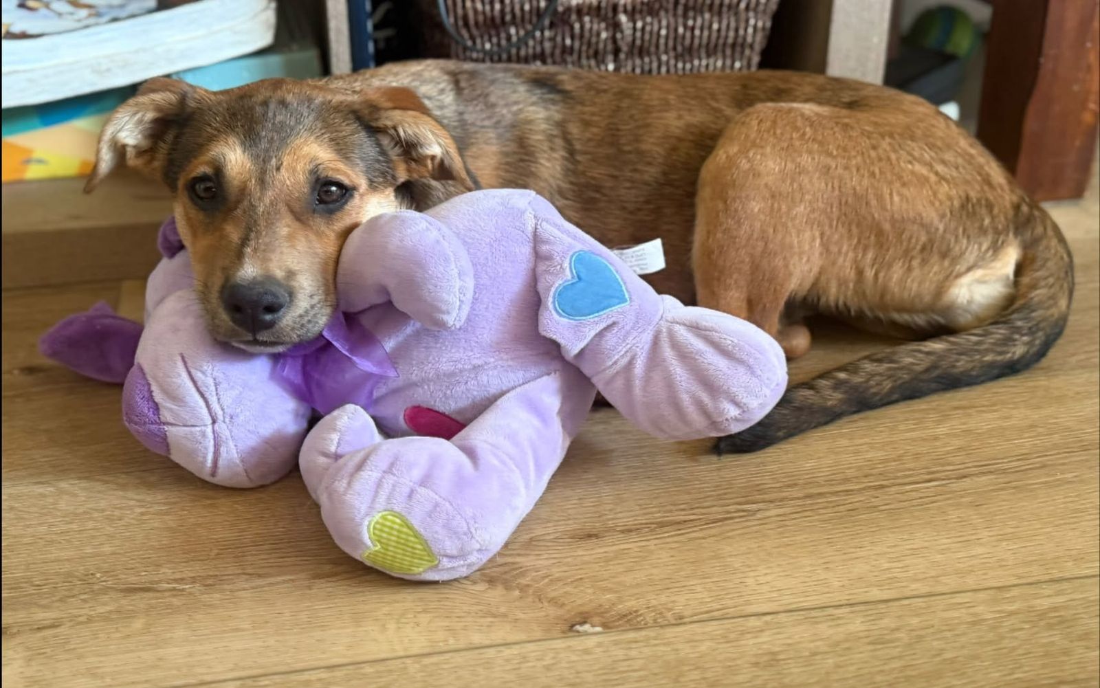 Shepherd Mix Puppy