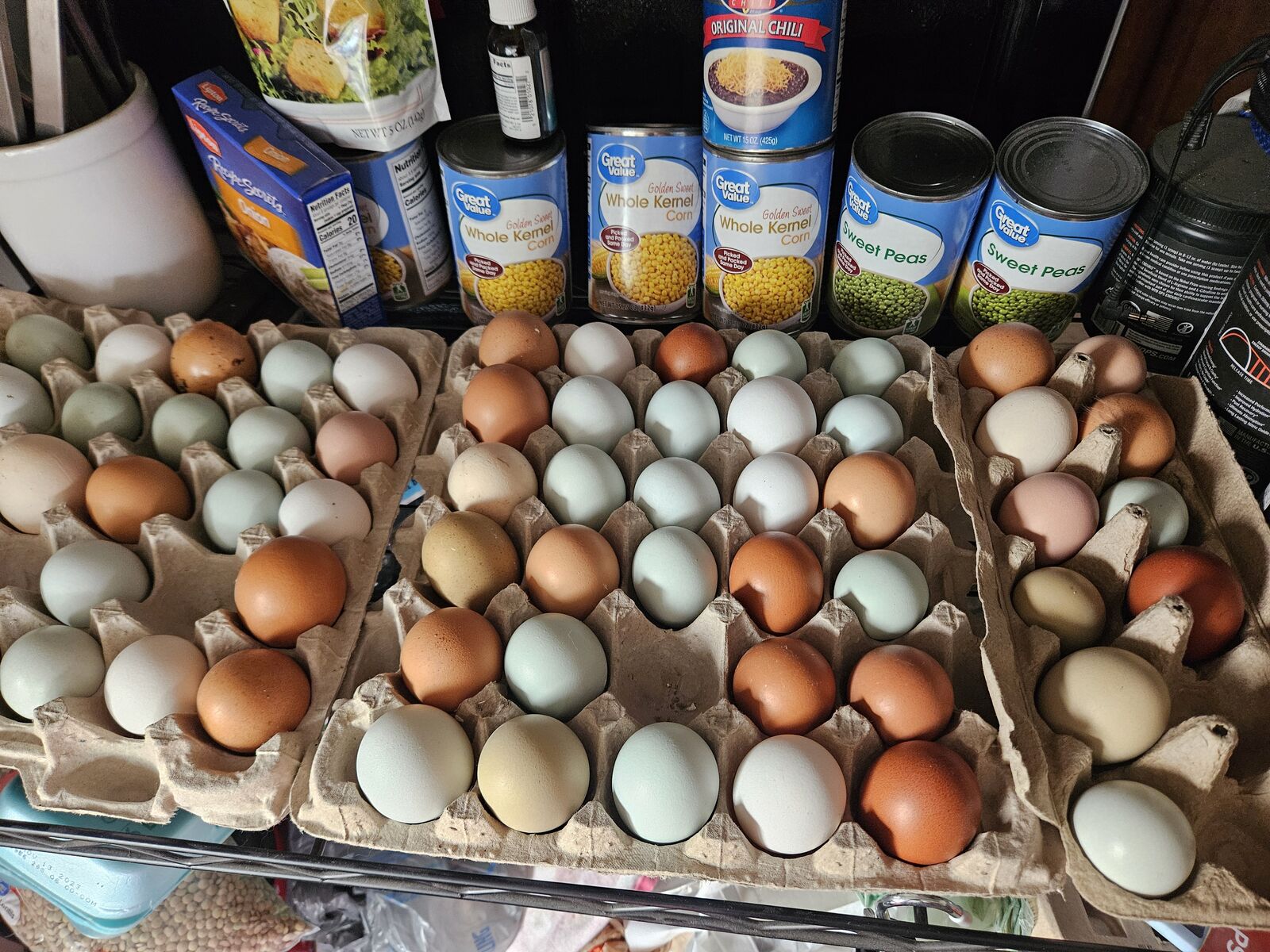 Chickens of all ages