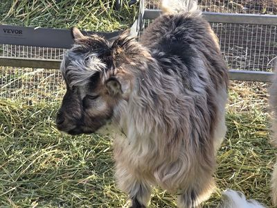 Handsome mini silky fainting goat wether