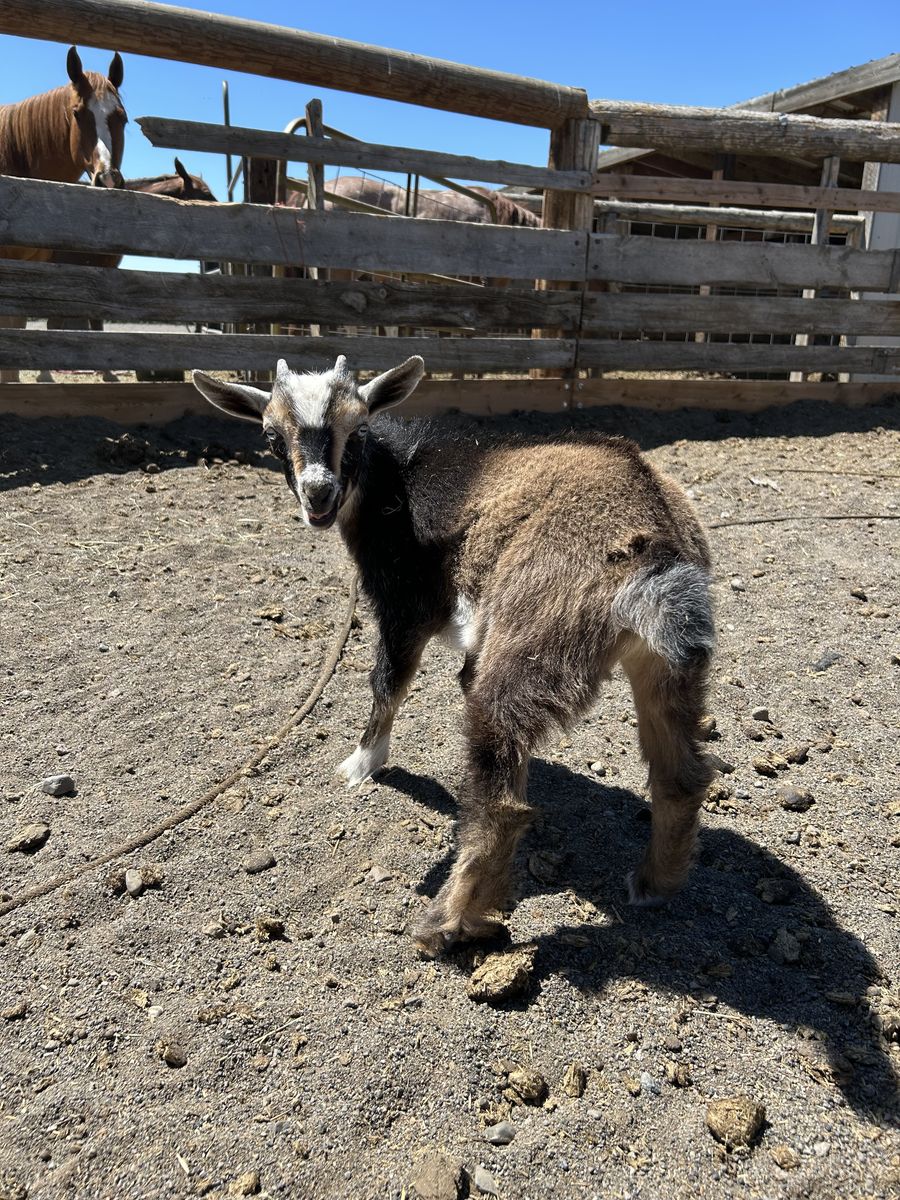 Goats for sale