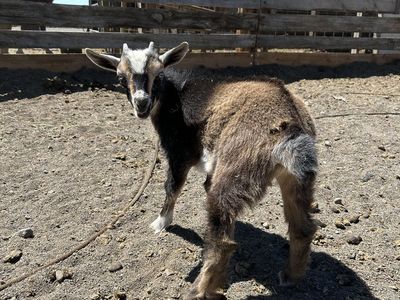 Goats for sale