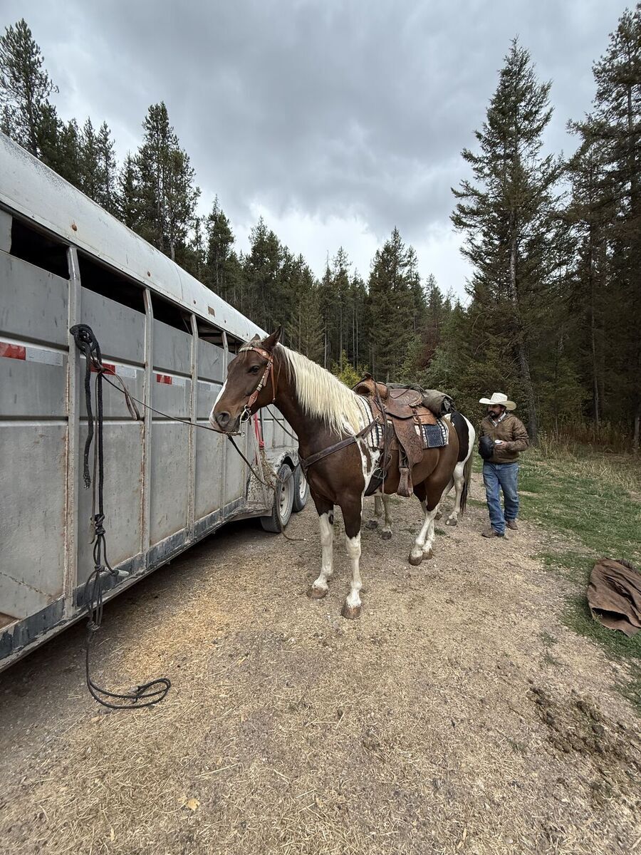 5 year old Rocky Mountain Gelding