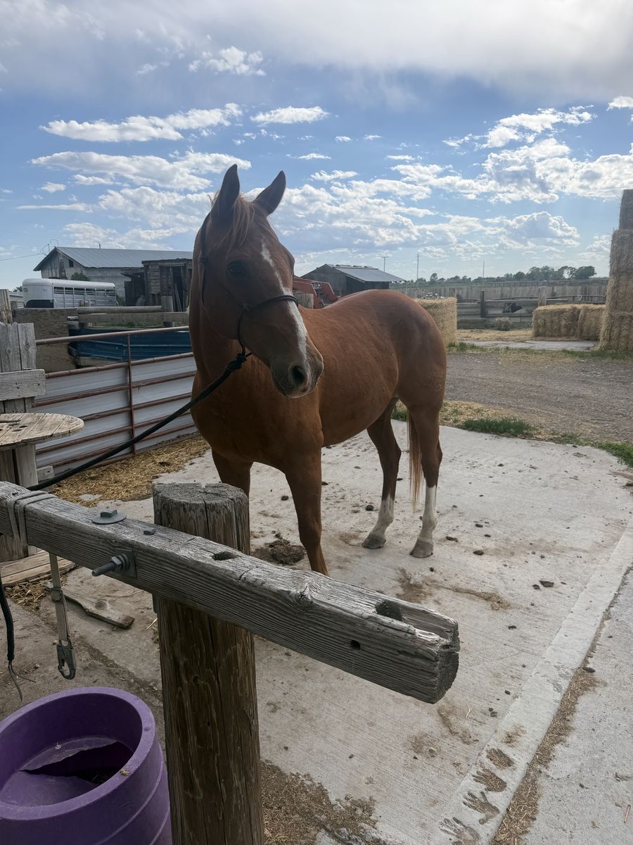 12 yr old sorrel finished ranch/rope horse