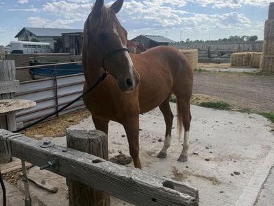 12 yr old sorrel finished ranch/rope horse