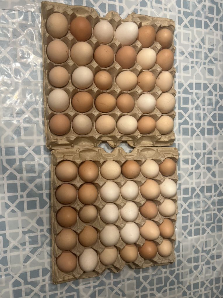 Oragnic Eggs For Sale!