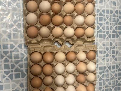 Oragnic Eggs For Sale!