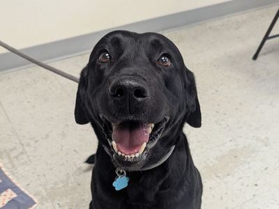 A151252 Bubba is Available for Adoption!