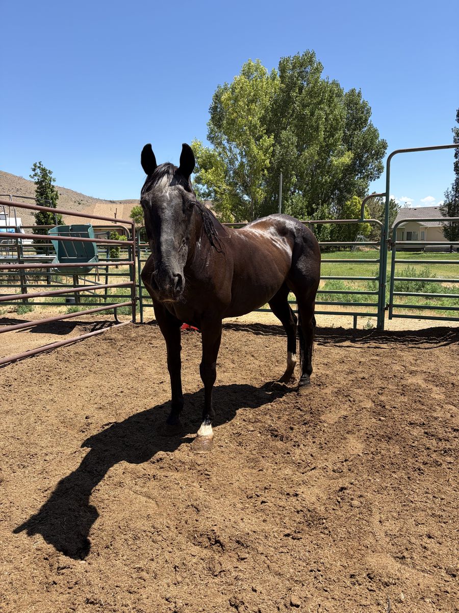 Gelding 