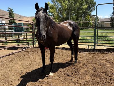 Gelding